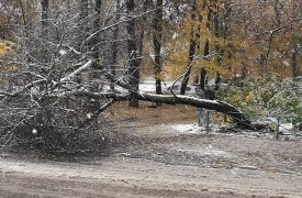 Первый снег повалил дерево на ул. Кутузова в Туле