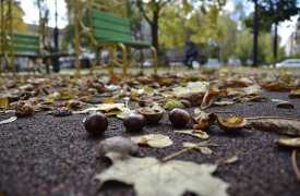 Погода в Туле 7 ноября: пасмурно, без осадков