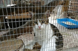 Усы, лапы, хвост: тульского кота-нарокурьера подменили в суде