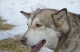 В Тульской области отстреливают бездомных собак: прокуратура взяла ситуацию под свой контроль