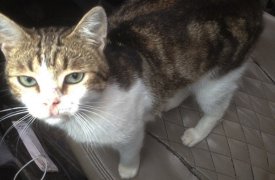 Дело тульского кота-наркокурьера: обвиняемым дали 45 лет колонии на троих