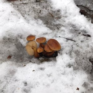 В феврале туляки обнаружили появление первых грибов