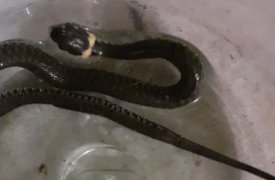Тулячка нашла змею в покупной земле для рассады