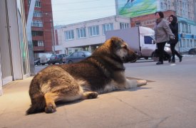 В тульском поселке Октябрьский ввели карантин по бешенству