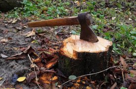 В Тульской области незаконно вырубили лес на 282 тысячи рублей