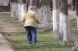 На тульских улицах сажают клен и рябину