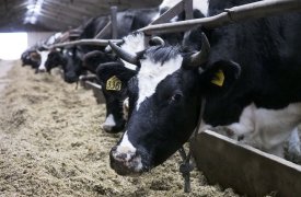В одной тульской деревне предприниматель устроил незаконное кладбище животных