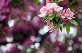 Какая погода ждет туляков на майские праздники?