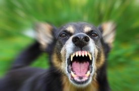 В тульской деревне был введен карантин по бешенству