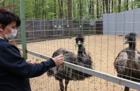 В новомосковском зоопарке появились страусы