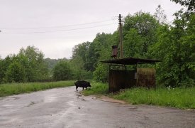 В Щекинском районе возле остановки гуляют лесные кабаны