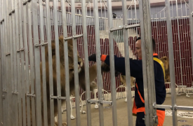 В Тульском цирке животных протестировали на коронавирус с помощью гигантской ватной палочки