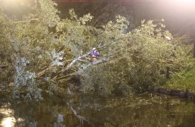 Ураган повалил в Туле более 60 деревьев