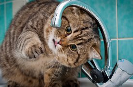 Южная часть Тулы снова останется без воды на сутки