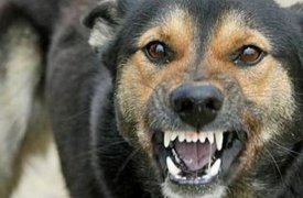 За полгода в Тульской области зафиксировали 12 случаев бешенства