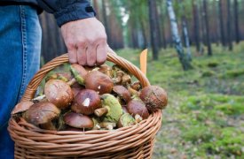 Заблудившихся тульских грибников нашли в калужском лесу с помощью сирены