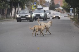 В Новомосковске обнаружили очаг бешенства животных