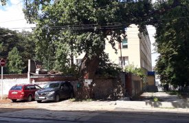 Туляки хотят спасти дуб 18 века