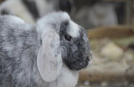 На звероферме в Тульской области не соблюдалась дезинфекция