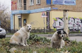 В Тульской области ликвидировали и обнаружили по одному очагу бешенства