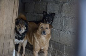 В Тульской области женщина незаконно организовала приют для животных