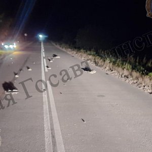 В Тульской области водитель насмерть сбил на трассе пешехода