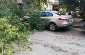 В Туле на ул. Свободы на дорогу рухнуло дерево