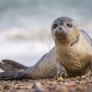 Тульская природоохранная прокуратура защитила краснокнижных тюленей