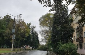 В Туле упавшее дерево перегородило проезжую часть