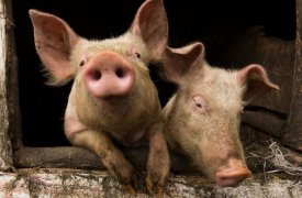 В Заокском районе оштрафовали фермера за неправильное содержание свиней