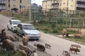 В Туле по улицам Скуратово разгуливало стадо свиней