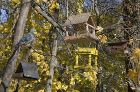 21 сентября в Туле переменная облачность и +15