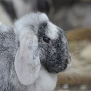 В Новомосковске зооуголок оштрафовали за осла, козла и верблюда без документов