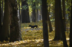 Погода в Туле 9 октября: облачно и +19