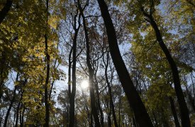 В нескольких районах Тульской области объявлена высокая пожароопасность