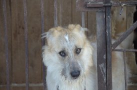 В многоквартирном доме тульского Заречья выявлен очаг бешенства
