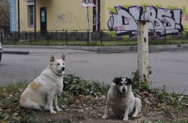 В тульском селе Маслово отменили карантин по бешенству