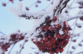 6 декабря в Туле морозно и солнечно