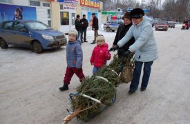 В Туле начали работу елочные базары