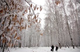 Погода в Туле 27 декабря – мокрый снег с дождем