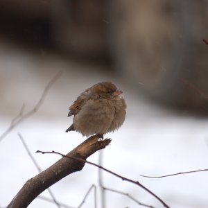 В Тульской области ожидается аномально холодная погода