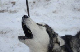 В Новомосковске по поручению Тульского Губернатора Алексея Дюмина решат проблему с бродячими собаками