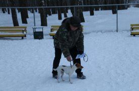 Тульская администрация разъяснила где можно в городе выгуливать собак