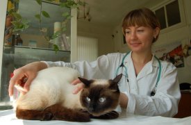 В Туле массово увольняют сотрудников ветеринарной станции