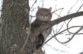 В Новомосковске пожарным пришлось спасать кота довольно необычным способом