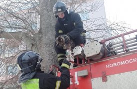 В Новомосковске пожарные спасли кота, несколько дней просидевшего на дереве