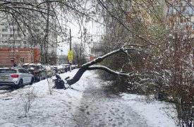 Из-за непогоды в центре Тулы на улице Вересаева упало дерево прямо на тротуар