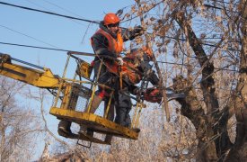 В Туле ограничат стоянку и движение транспорта из-за опиловки деревьев
