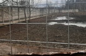 Жители Суворова жалуются на свиней по соседству
