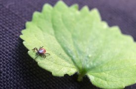 За неделю 297 жителей Тульской области пострадали от укусов клещей